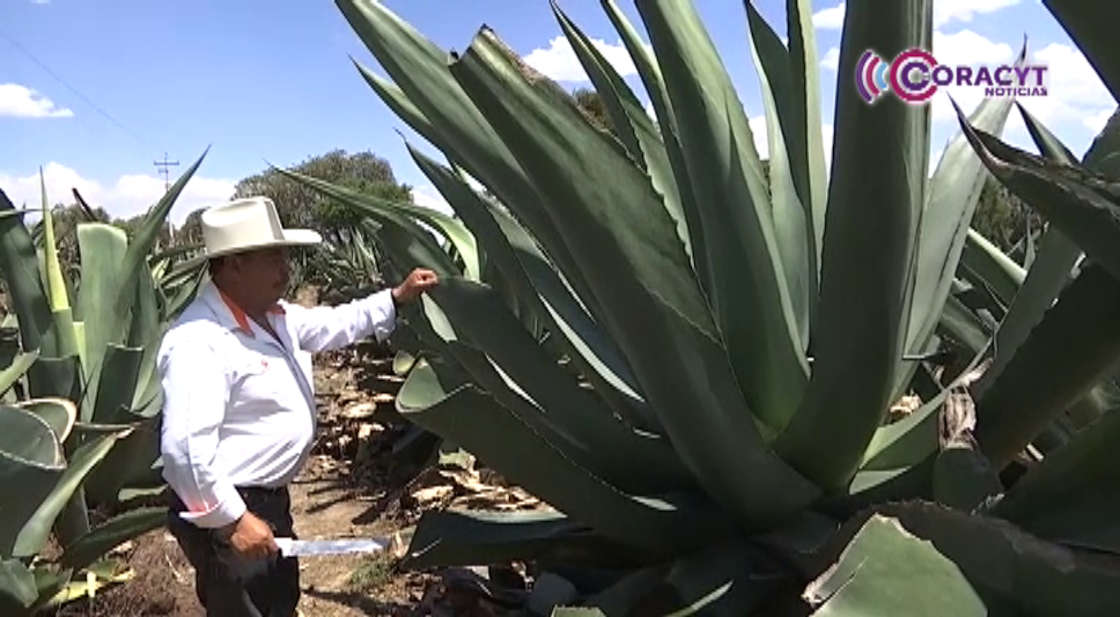 Buscan proteger el pulque de Tlaxcala con denominación geográfica