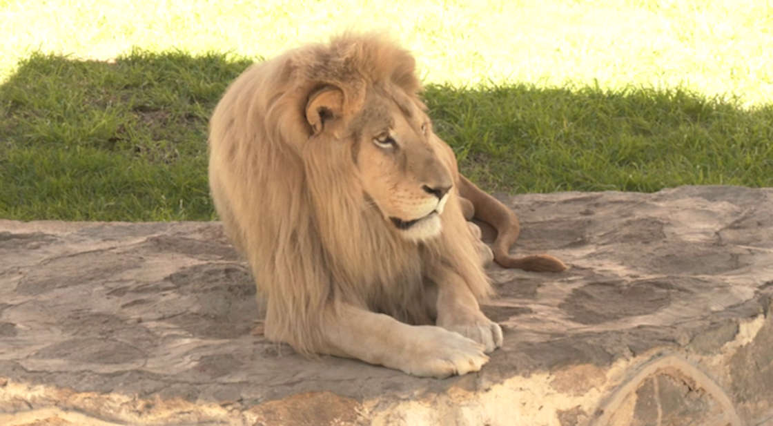 Zoológico del Altiplano garantiza registro y cuidado total de sus especies