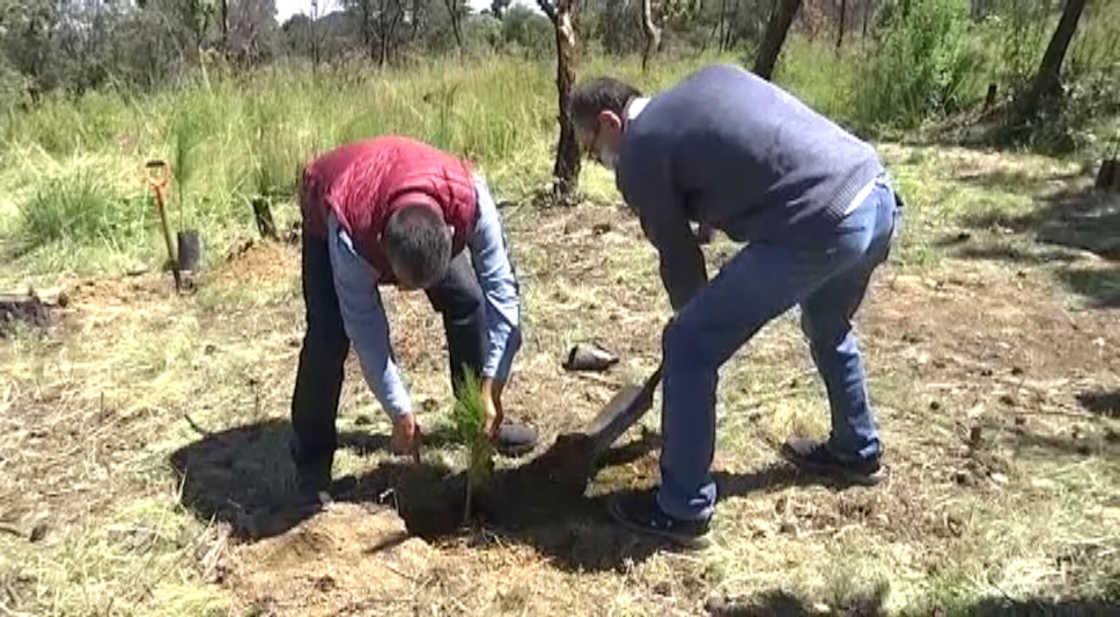 Emprende SMA jornada de reforestación en Atltzayanca tras incendio forestal