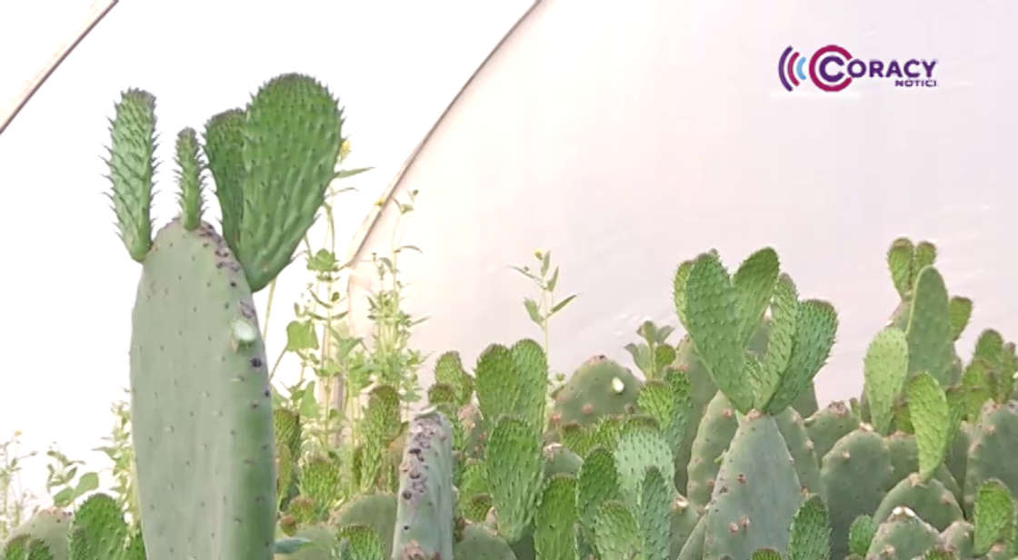 Participarán más de 500 productores tlaxcaltecas en el Día Nacional del Nopal 