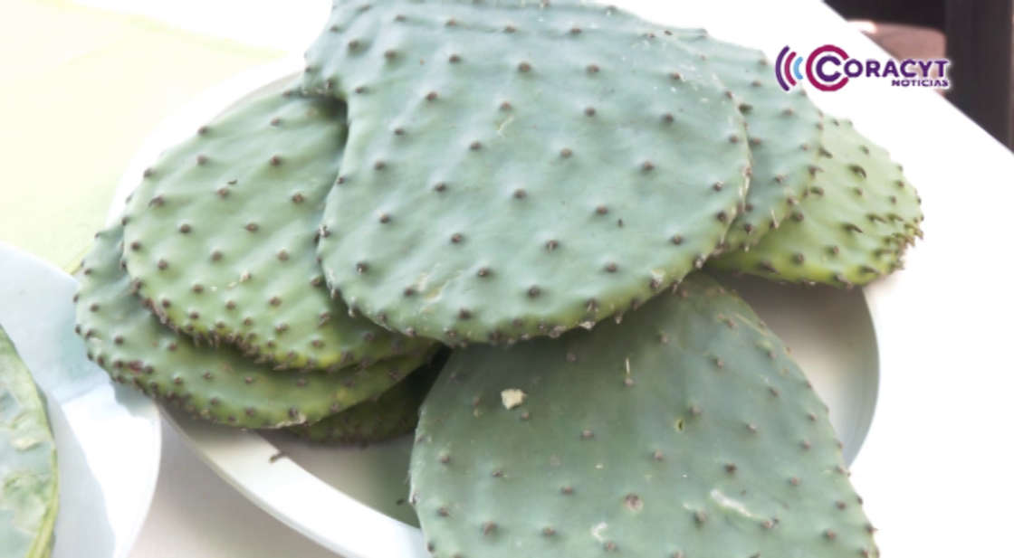 Fortalecen producción agroecológica del nopal en Tlaxcala 