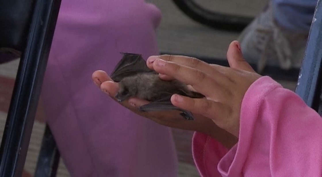 Murciélagos, guardianes invisibles de los ecosistemas de Tlaxcala