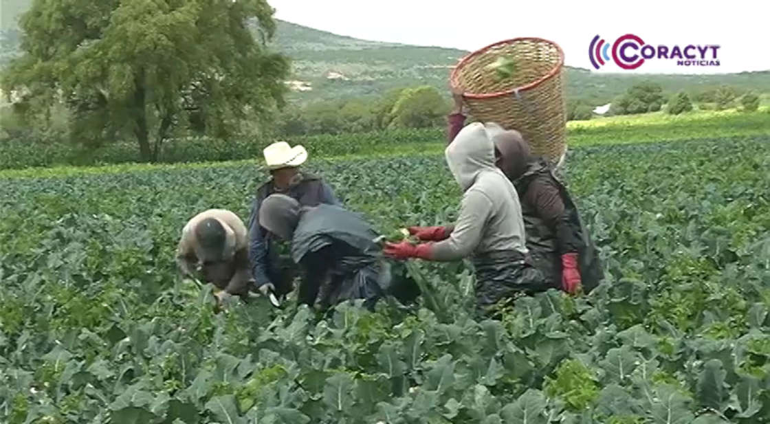 Prevé SIA un incremento del 25% en la producción de granos en Tlaxcala