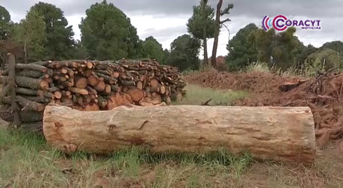 Inspeccionó Propaet madererías y aserraderos en zonas aledañas a “La Malinche”