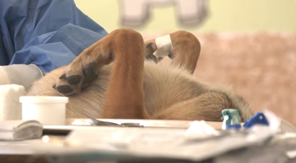 Continúa la campaña de esterilización gratuita de perros y gatos en Apetatitlán