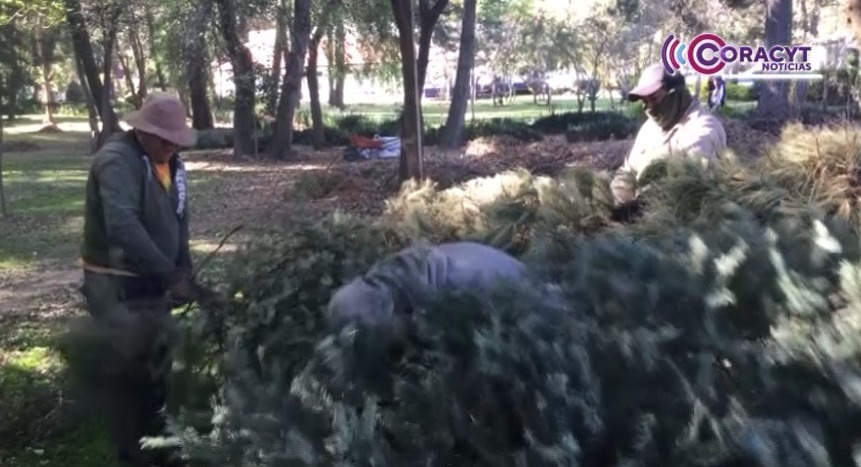 Convierte tu árbol de Navidad en composta y ayuda al medio ambiente