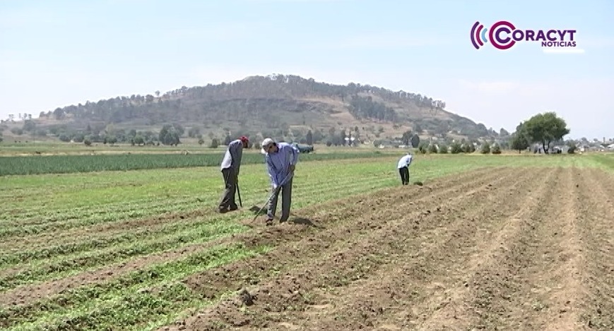 En riesgo actividades del campo, jóvenes abandonan la agricultura
